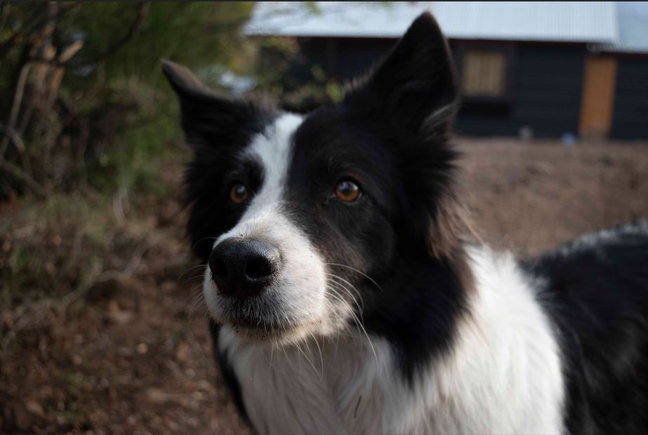 ¿Qué probiótico le puedo dar a mi perro con diarrea?